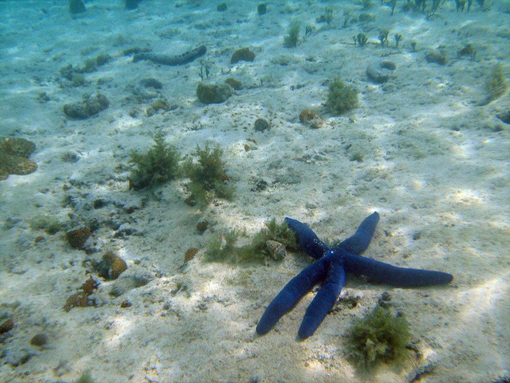 Reef & Marine Life